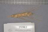 Click for 1 image(s) for this accession. Spike